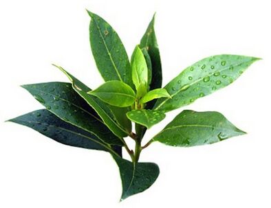 Fungent obsahuje tea tree olej